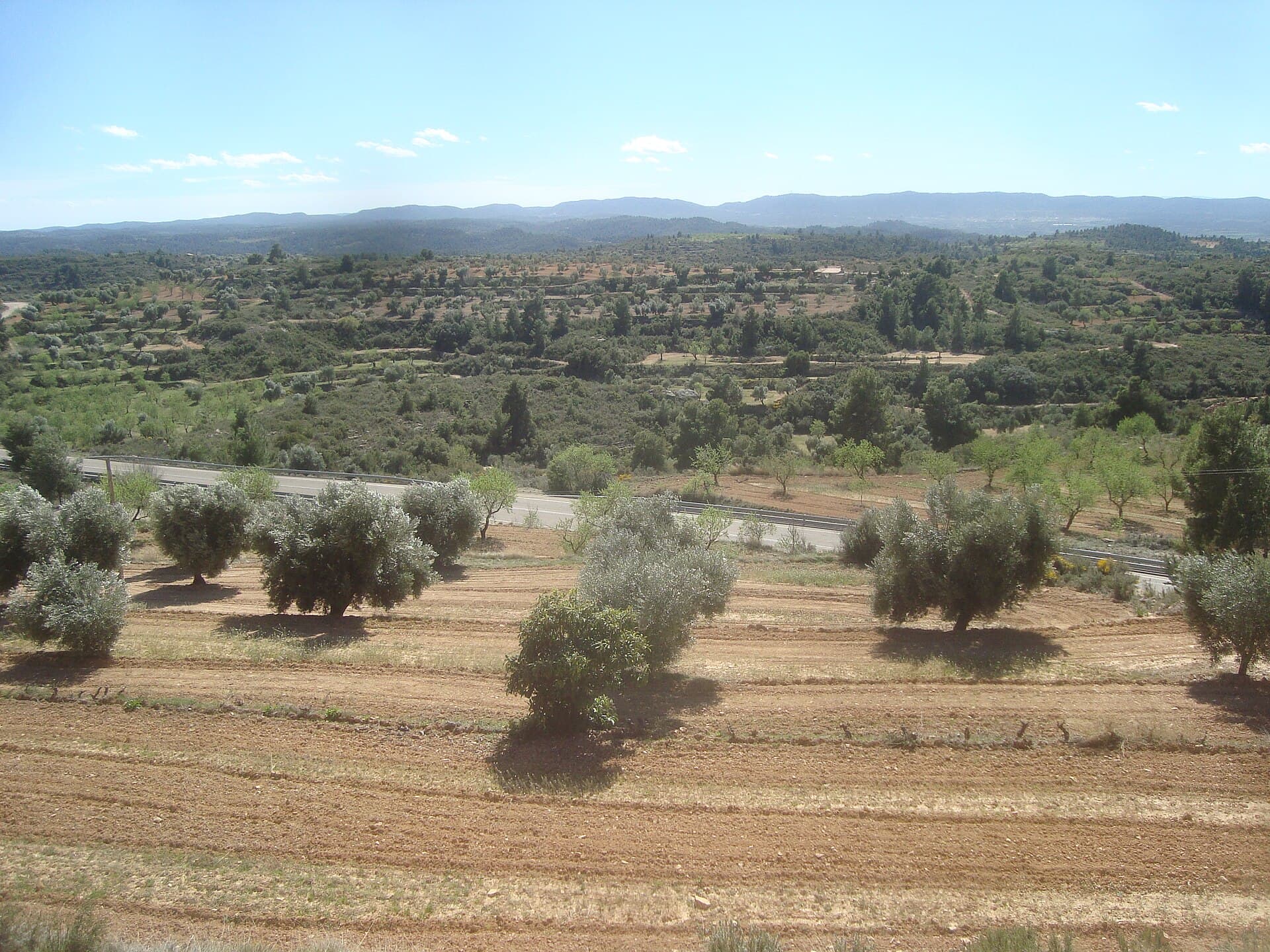 Sociedad Cooperativa Oleícola Aragonesa de Valdealgorfa